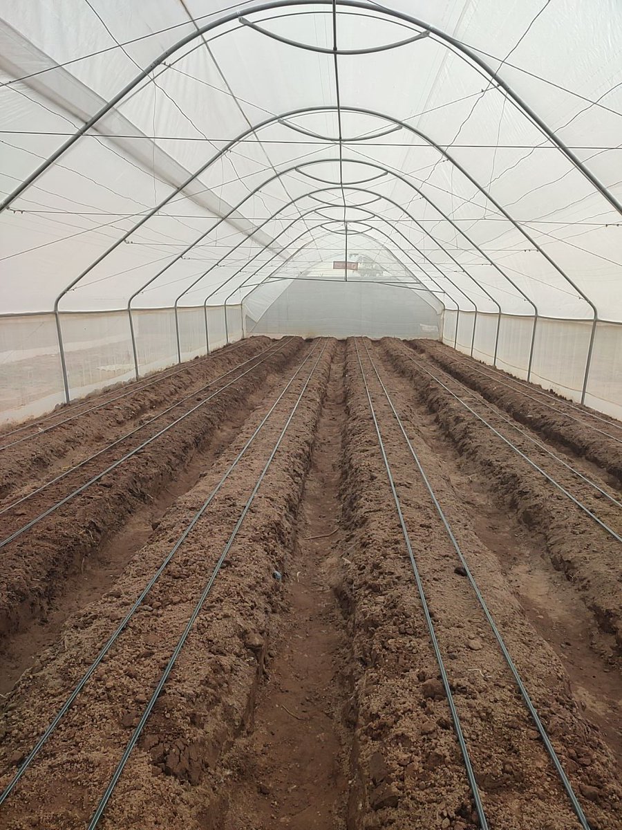 BiggRaj's tweet photo. Every production requires proper planning. 

Without a proper plan, failure might be inevitable. 

This is equally paramount in agriculture. 

You don't just jump into production without researching your market and some other subtle but important factors. 

This brings me to our current vegetable production where we installed 5 greenhouses but commencing with only 3 so we can stagger our production rather than start the 5 at once and terminate them the same time. 

The purpose of staggering the production is to ensure all year production because as the first 3 are being terminated, the other two are already and producing and the circle goes on. 

To other farmers, how do you ensure all year round production in your vegetable farms?