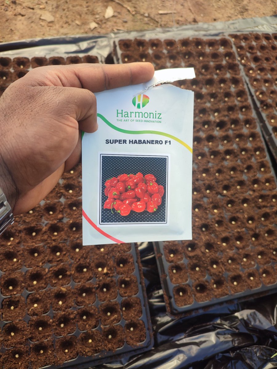 BiggRaj's tweet photo. Every production requires proper planning. 

Without a proper plan, failure might be inevitable. 

This is equally paramount in agriculture. 

You don't just jump into production without researching your market and some other subtle but important factors. 

This brings me to our current vegetable production where we installed 5 greenhouses but commencing with only 3 so we can stagger our production rather than start the 5 at once and terminate them the same time. 

The purpose of staggering the production is to ensure all year production because as the first 3 are being terminated, the other two are already and producing and the circle goes on. 

To other farmers, how do you ensure all year round production in your vegetable farms?