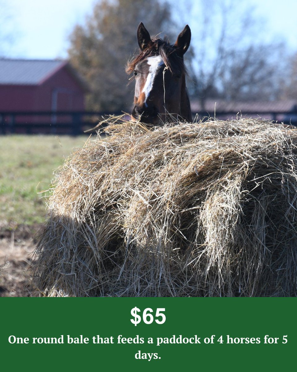 Oldfriendsfarm's tweet photo. Are you wondering how much hay your HayRaiser donation can buy? Swipe through the images to see what we’re currently paying for each bale. Any amount big or small helps us feed our horses &amp; we are grateful for every donation we receive!

You can donate at https://t.co/L6sk73RvVe https://t.co/8jond2yWaw