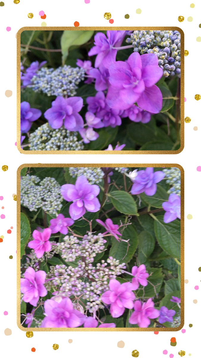 PRmXNh3SsIqkz5o's tweet photo. 【菊寿司】
福島県相馬市
現在は週末の土日に開いてる幻のお寿司屋さん
詳しくは分からないので興味を持った方は調べてから訪問して下さいね　
先日久し振りにランチを食べに行ったら酢飯が美味しかった
ネタも新鮮で美味しく頂きました　
おまけの写真は散策した時の夕日&amp;紫陽花
#キリトリノセカイ https://t.co/gpQF6Ye0c9