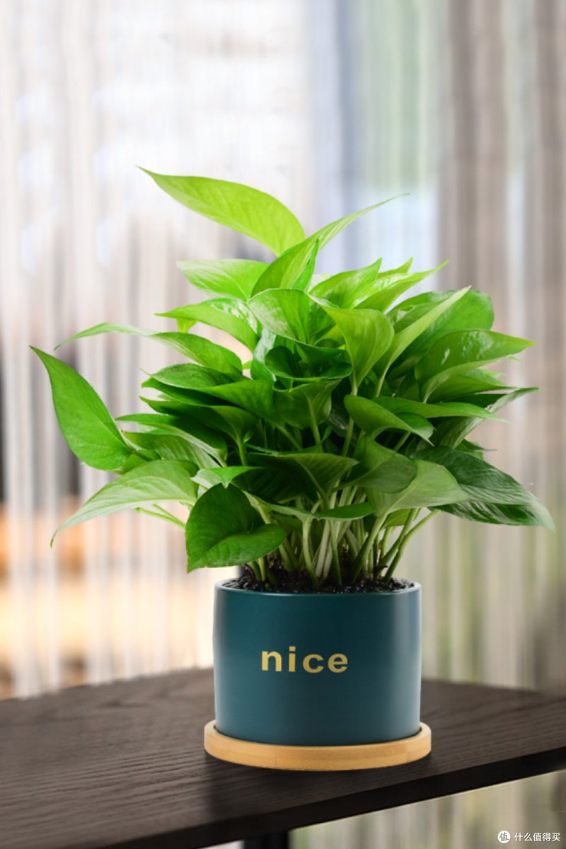 AnnabelleK66424's tweet photo. Pro tip for your pothos! Rotate it weekly for even growth and wipe its leaves with a damp cloth to banish dust – it’ll thrive bright u0026 lush! https://t.co/f10d5h8uxU