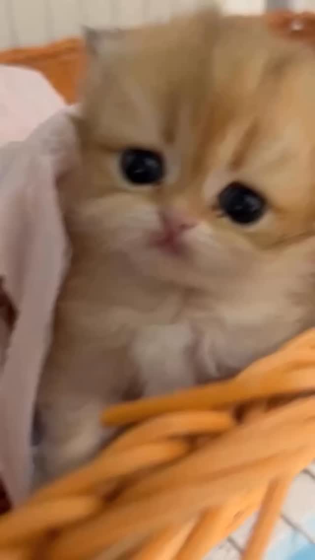 catsloversfeed_'s tweet photo. https://t.co/sctHwYgRWc