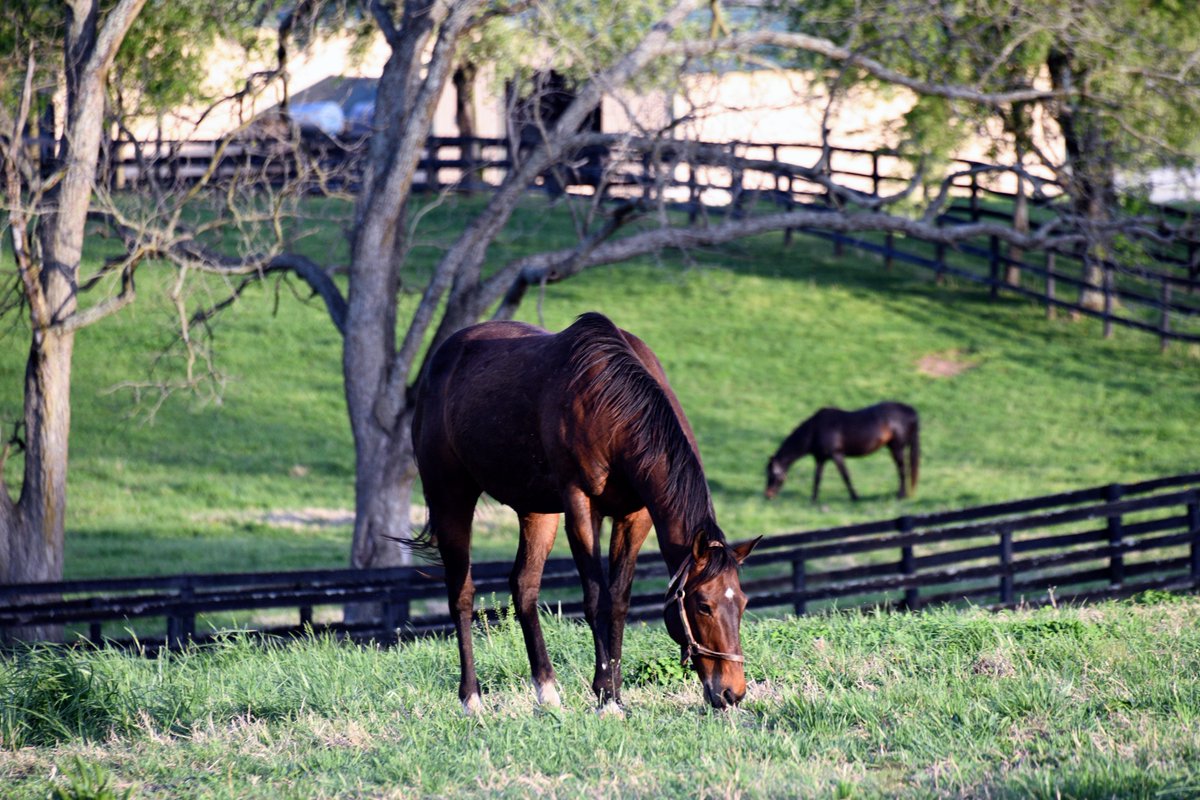 Oldfriendsfarm's tweet photo. Are you a fan of the Secretariat movie? We have a treat for you! Next Friday, July 31 we are partnering with @GotoGtown for a free airing of Secretariat at 9pm in the parking lot next to the gift shop! 

More info ➡️https://t.co/JpLKddbQk5 https://t.co/eGU5VpcMeP