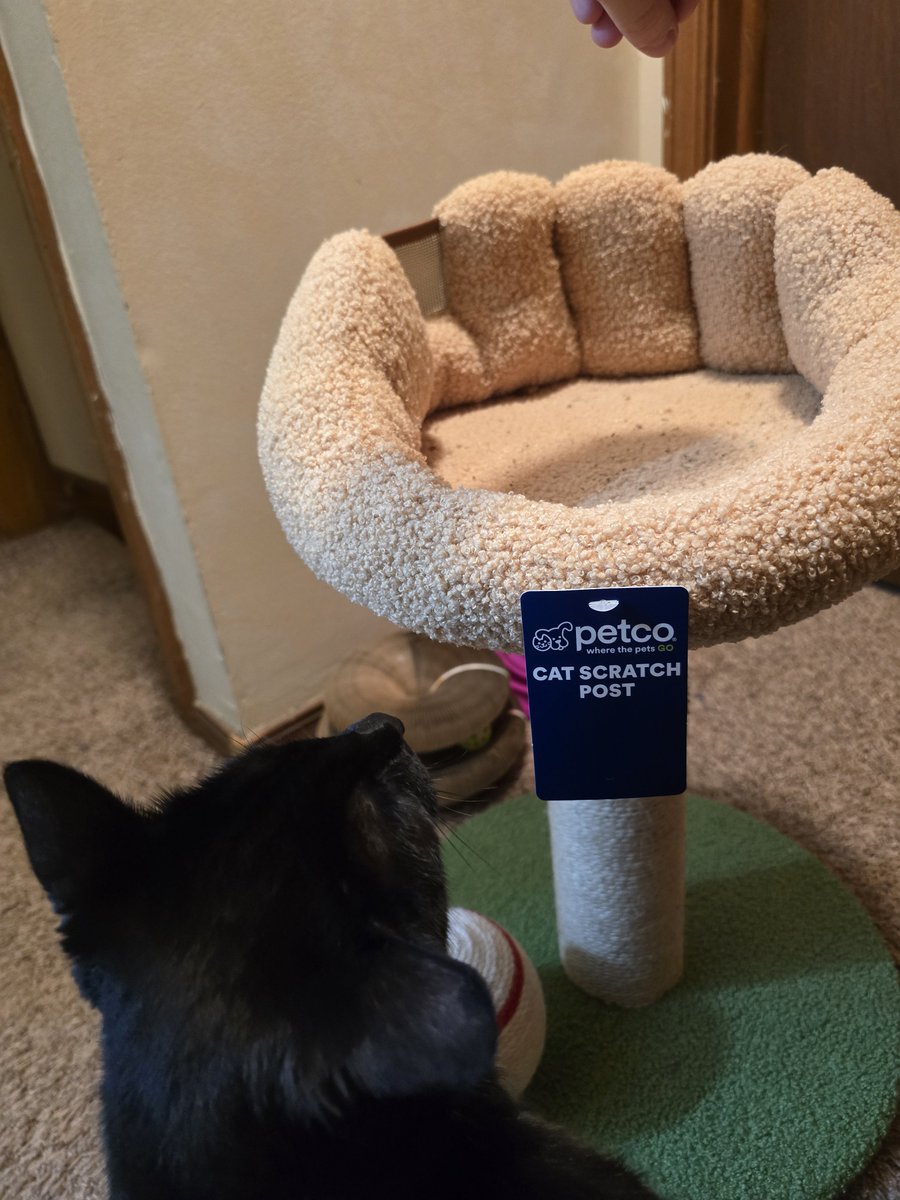 rats7's tweet photo. how do i get him to actually use this thing https://t.co/hUoWqLsnIn