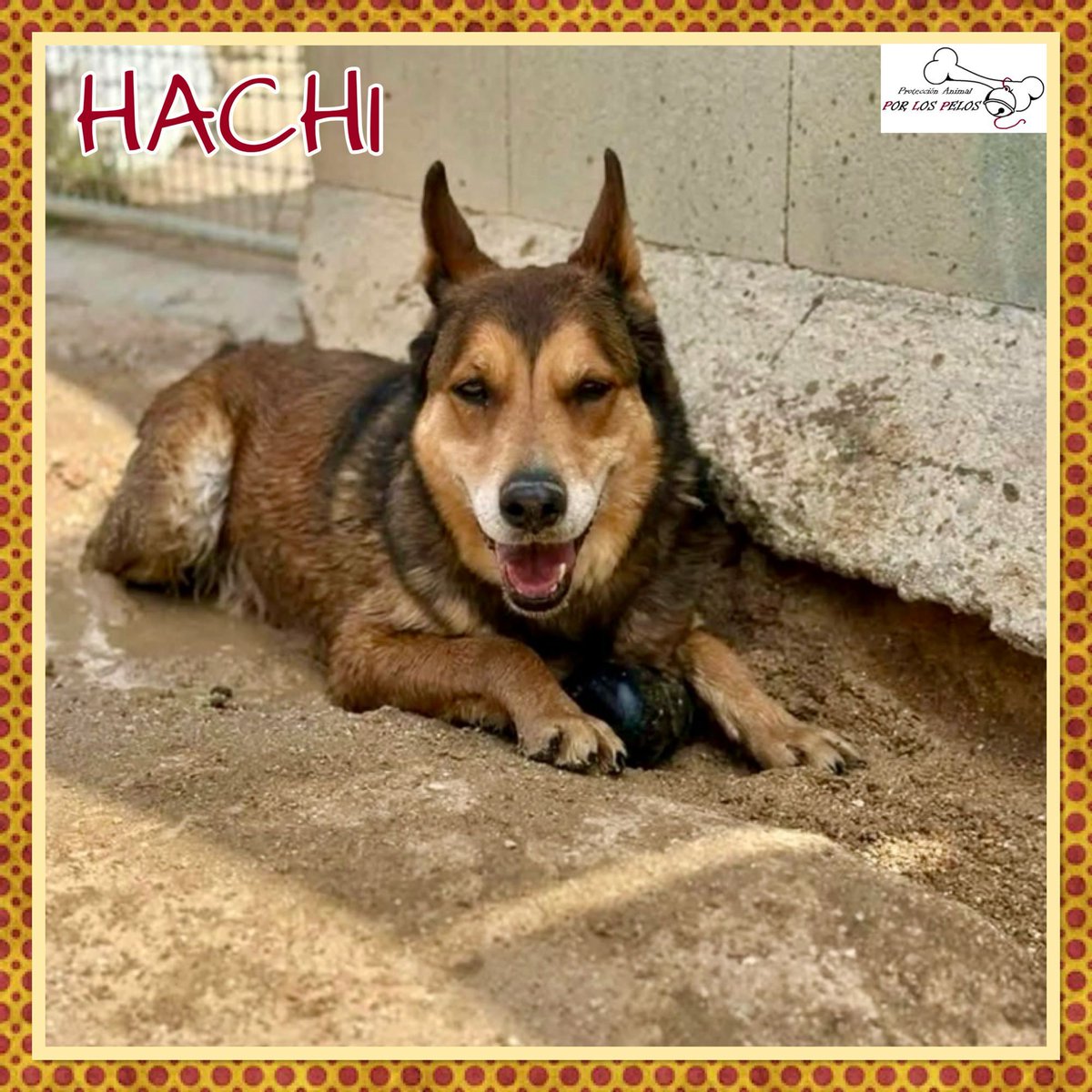 PerreraToledo's tweet photo. 🐶HACHI🐶precioso abuelito #mestizo 12 añitos. ha sobrevivido a toda una vida de maltrato y le hemos prometido que encontrará un hogar donde será mimado y querido el tiempo que le quede. Tiene mucha energía y ganas de vivir. Es muuuy cariñoso y sociable.👉 https://t.co/jrDS8dGi9W https://t.co/b8qj9z287S