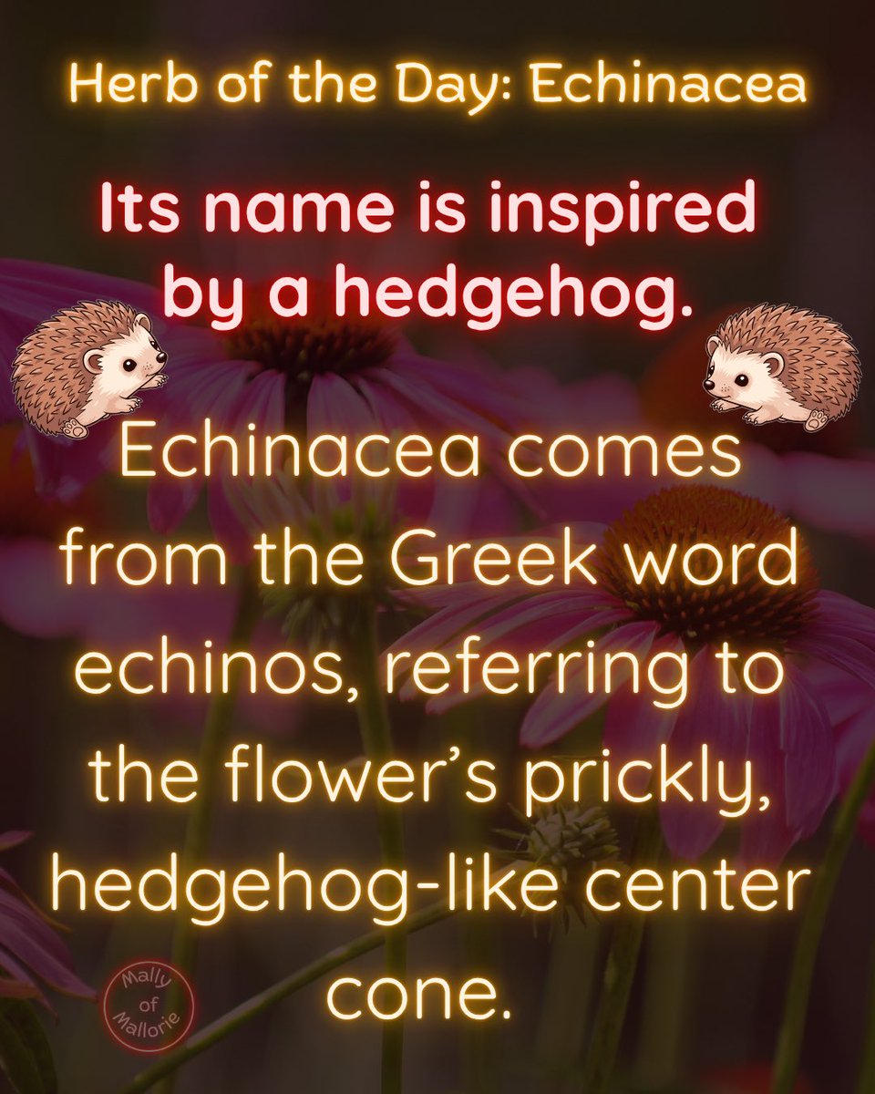 MallyofMallorie's tweet photo. Echinacea: The Hedgehog Flower 🌿

Echinacea is both a native wildflower and a widely marketed herbal supplement. Its unusual “flower within a flower” structure explains its textured cone and makes it valuable to pollinators. https://t.co/QLYkpn8E20