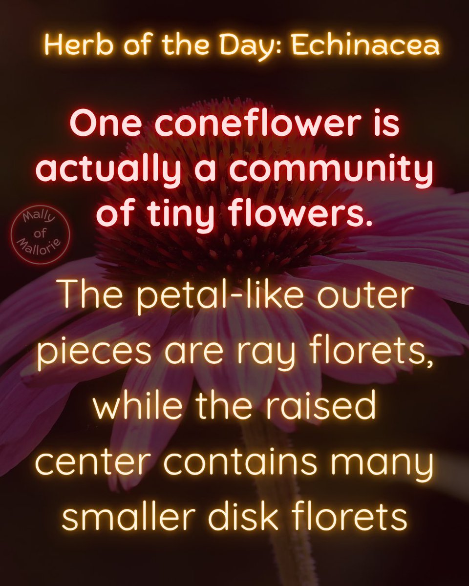 MallyofMallorie's tweet photo. Echinacea: The Hedgehog Flower 🌿

Echinacea is both a native wildflower and a widely marketed herbal supplement. Its unusual “flower within a flower” structure explains its textured cone and makes it valuable to pollinators. https://t.co/QLYkpn8E20