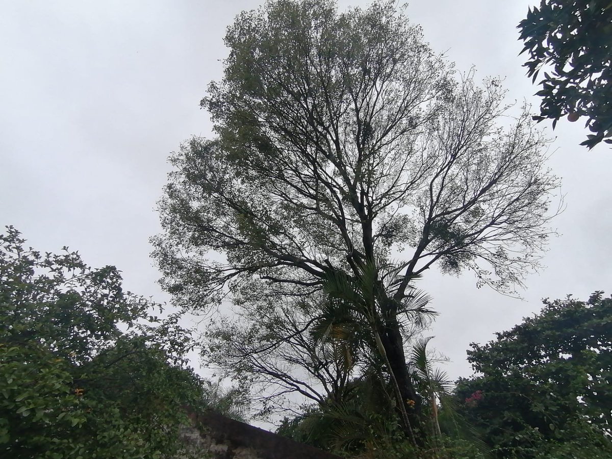 CMEJIMENEZ57's tweet photo. @luisbello_asu @AsuncionMuni URGENTE NECESITO AYUDA CON EL VECINO! 6 años pidiendo que pode el árbol,sin éxito.miren la basura que todos los días tenemos que sacar AYUDA XFA. RI2 Ytororo y Campos Cervera,el árbol es de la familia Ade!! https://t.co/jzFWFMUtgi