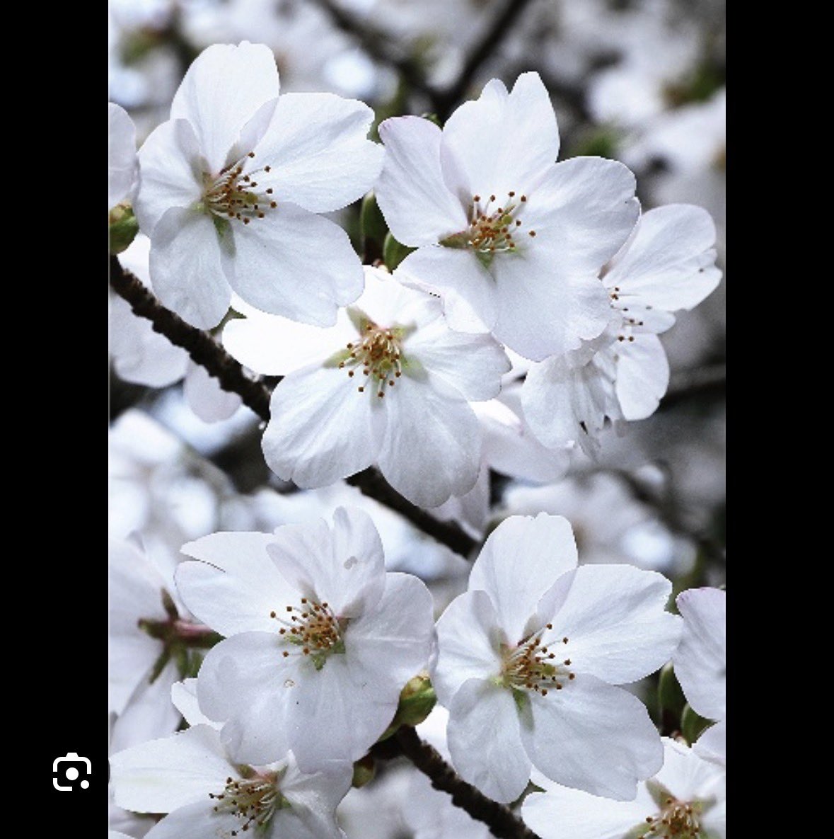 klambin025928's tweet photo. @AdraCat I suspect that the five-petal flowers are white sakura (オオシマザクラ). https://t.co/AEfb1sSn1f