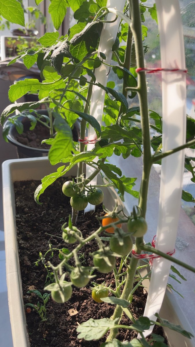 sungsage's tweet photo. [I used to walk 10 mins to get takeout every workday. Now I cook with veggies from my small balcony garden—saves money and feels way better! #SmallChangesBigJoy]， https://t.co/I3gD05Fn5o
