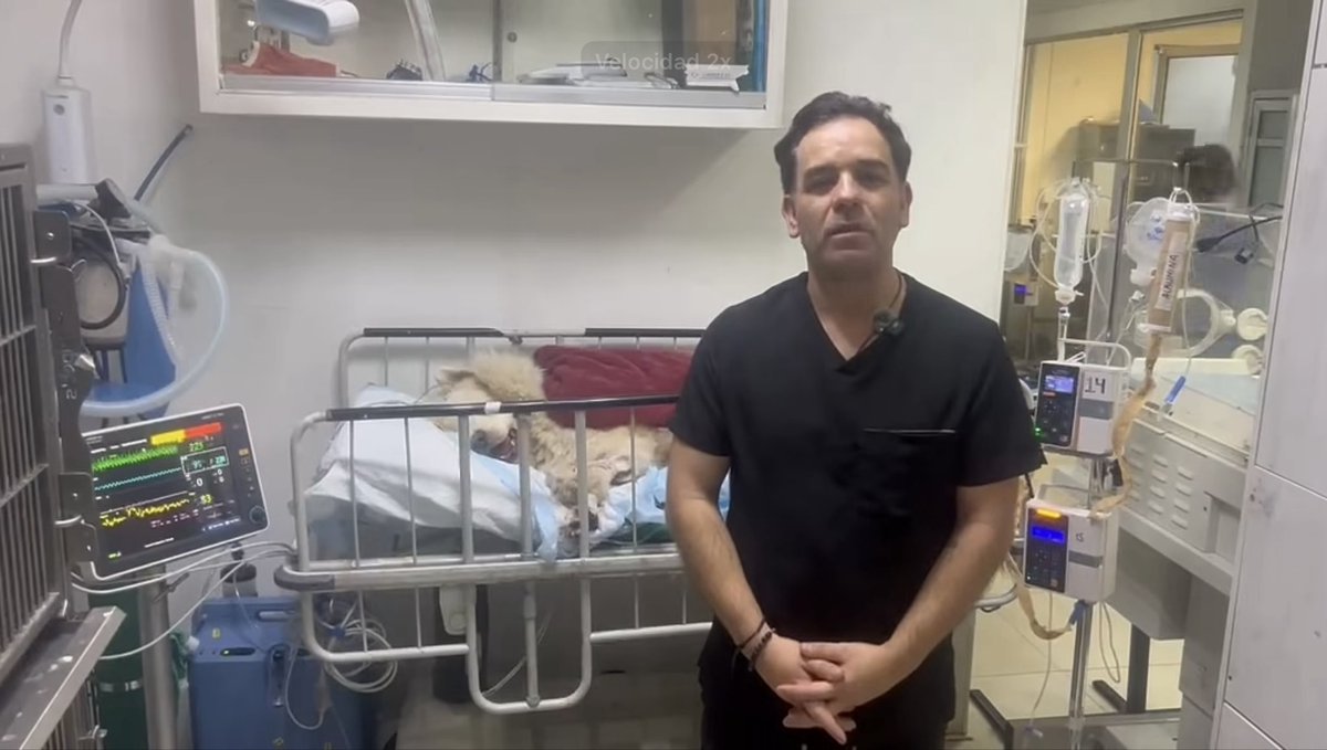 nSaltillo's tweet photo. 🚨 Murió Rocky tras varios días de permanecer hospitalizado por las graves heridas que sufrió. 

Esta mañana de miércoles se confirmó el fallecimiento del perro Rocky, que era atendido en una clínica veterinaria luego de haber sido arrastrado por un vehículo.

Con este desenlace, la situación legal de Liliana “N”, quien permanece detenida y arraigada en el CERESO Femenil como presunta responsable de la agresión, podría agravarse y alcanzar la pena máxima contemplada por la legislación de Coahuila para este delito.

El caso, que se viralizó en redes sociales y originó múltiples denuncias ciudadanas, sigue bajo investigación por parte de la Fiscalía para determinar todas las responsabilidades. #Saltillo