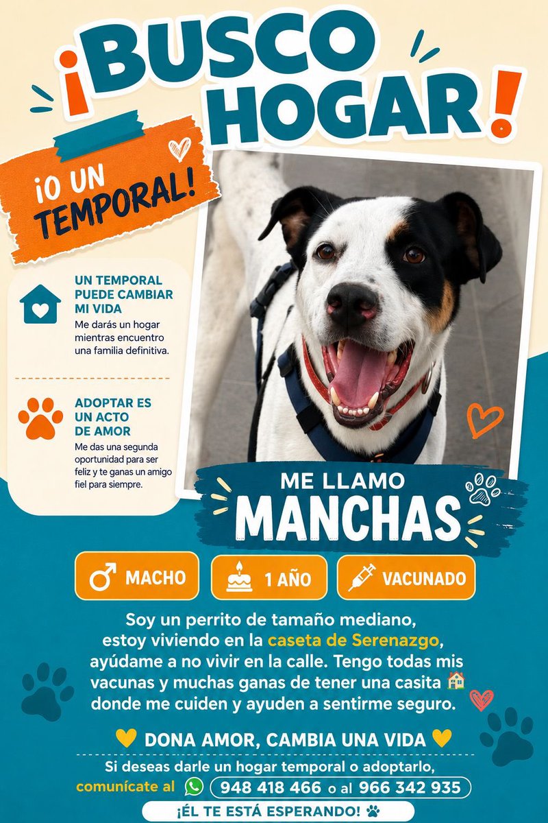 Rocchhy's tweet photo. ¡MANCHAS BUSCA HOGAR O TEMPORAL! 🐾💛
¡Hola! Me llamo Manchas 🐾 Tengo 1 año, estoy vacunado y busco un hogar o temporal 🏠. Vivo en una caseta de Serenazgo y no quiero terminar en la calle.
📱Contacta al 948 418 466 o 966 342 935
¡Por favor ayuda con un RT! 🙏💛
#AdoptaNoCompres https://t.co/2Bj6Sxo2bt