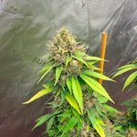Photo by People under the stairs genetics (@chefro420)