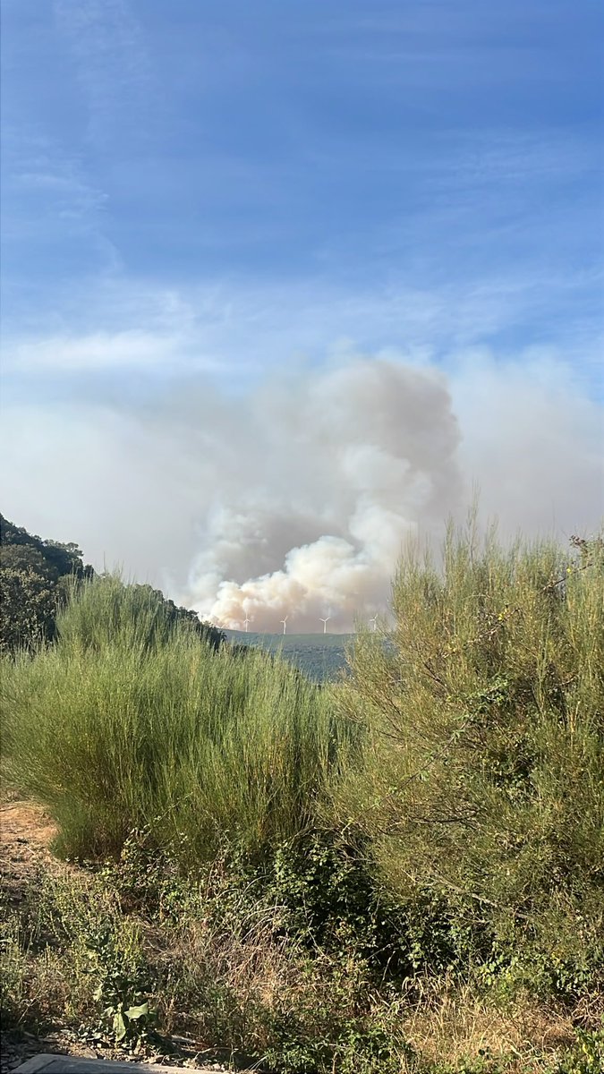Juan13Navarro's tweet photo. Se está iniciando ahora mismo un incendio de rápido crecimiento entre Calamocos y Castropodame, en El Bierzo. El intenso viento lo está agitando y afecta a una zona de pinares, lo cual facilita su propagación. https://t.co/W9sljatnru