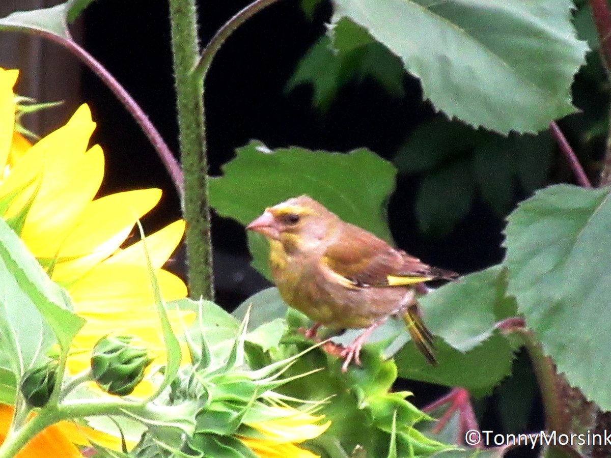 tonnymorsink's tweet photo. Zonnebloemen doen het goed in eigen tuin!! #groenling vindt het prachtig Op zoek naar vroege #zonnebloempitten @weermanrobert @CReppWx @weerverteller @weermanrobert @janvissersweer @Weerplaza @jordiweerman @helgavanleur @Alpenweerman @Weerplaza @weeronline @_weernl @rtvoost https://t.co/2TzldGH88f