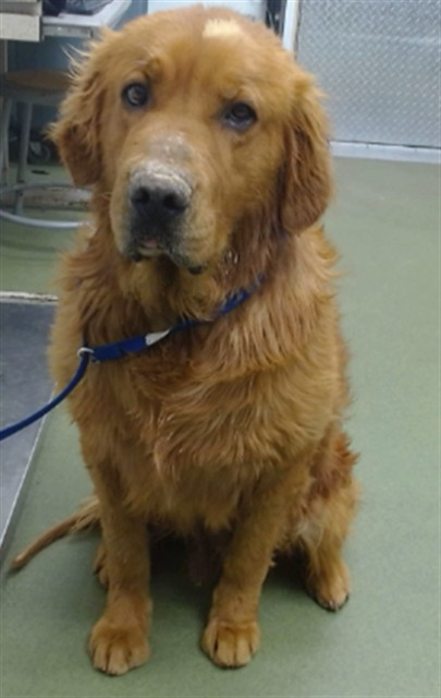 cashsmama08's tweet photo. 🚨Gorgeous Golden Retriever ACE is at high kill shelter Devore in San Bernardino, Ca. He looks like he could use some TLC, poor guy😥💔 Please share or better yet offer to foster or adopt this baby🙏🙏🙏
Ace's info:
Located: Devore Shelter
Name: My name is Ace.
Description: I am a gold, unaltered male, who looks like a Labrador Retriever.
Age: I am estimated to be 4 years old.
More Info: I am in kennel D 57.
I have been at the shelter since Jul 17, 2026.
I was found near Vista Point Dr / Ridgecrest Rd in Spring Vly Lake.
A847371
Phone Number: (909) 386-9820
Address: 19777 Shelter Way
Devore, CA 92407