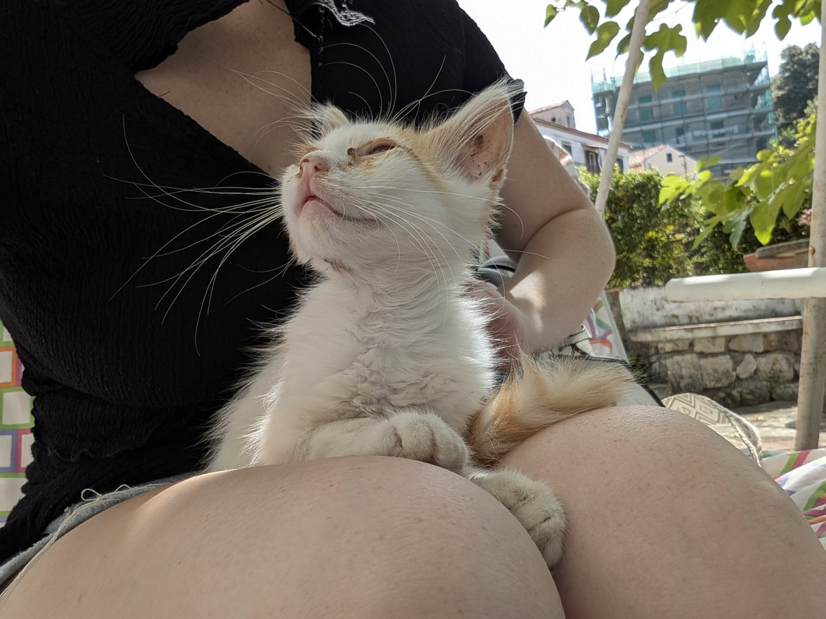 FrostInari's tweet photo. I miss @HernaLoL1's kittens😭

I named the small white and orange one Terminator✨ https://t.co/weGz1Bnh3k