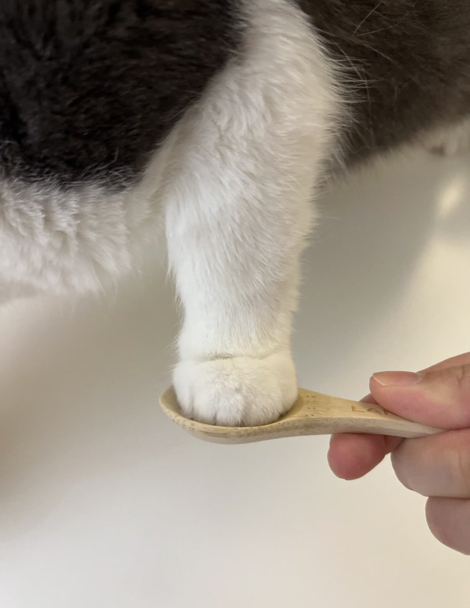300moods's tweet photo. 🐾🥄 https://t.co/VrRchby6Bl