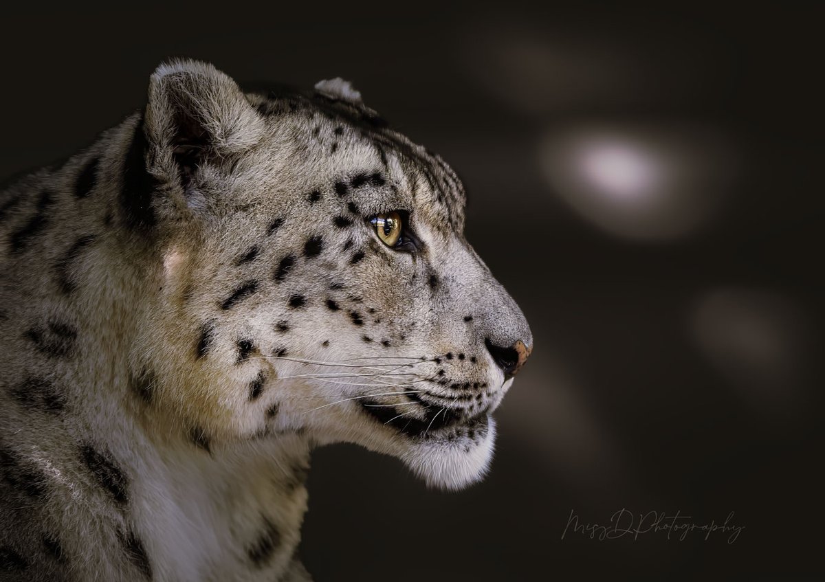 MissDPetography's tweet photo. Big Cat Territory..... https://t.co/YAID0ZjyHO