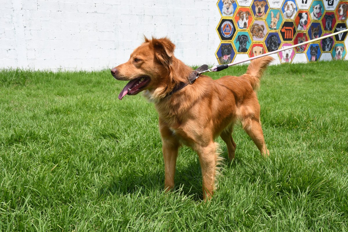 MetroCDMX's tweet photo. Todos los perritos rescatados en las instalaciones de la red, son trasladados al @ctcdelmetro, lugar donde son valorados por médicos veterinarios. Si deseas darle la oportunidad algún lomito, consulta: https://t.co/QW9VFZi9n9 🐾 #AUnMetroDeSuHogar #AdoptaNoCompres 🐶🏡 https://t.co/GGdWMEw7pE