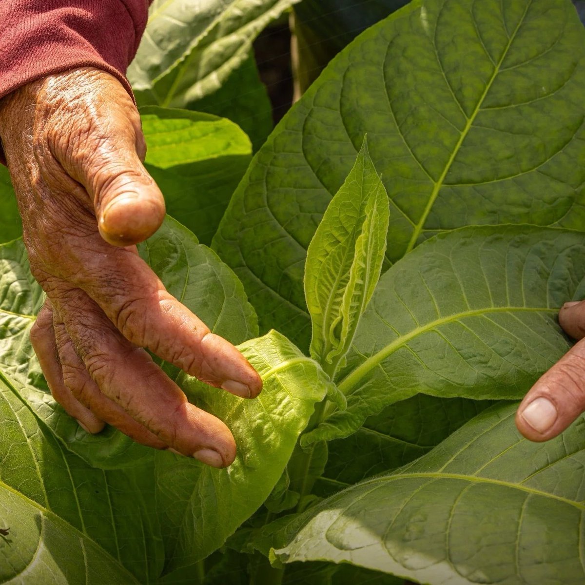 NightSkyToday's tweet photo. NEWS 🚨: Scientists engineer a single tobacco plant to produce five powerful psychedelics at once.

DMT, Psilocybin, Psilocin, 5‑MeO‑DMT &amp; Bufotenin. Five psychedelics, one plant. https://t.co/8NVsNrlK7e