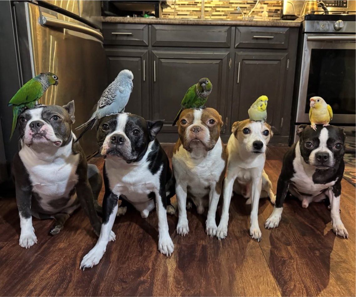 swinkying's tweet photo. Bird Brained https://t.co/3m9Ua64DWo