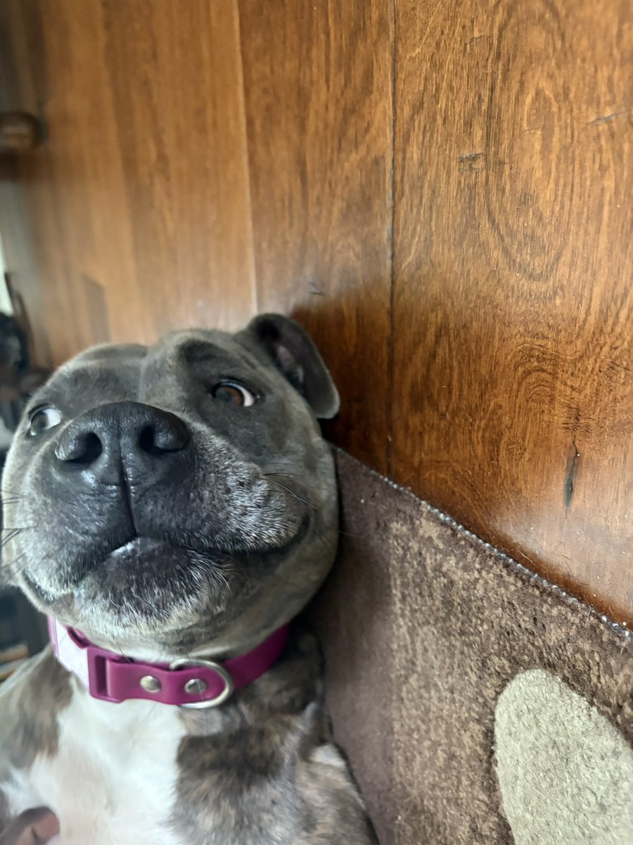 nocartier's tweet photo. so she found a turtle today and was carrying it around showing it our yard https://t.co/fIJz3Y3z2d