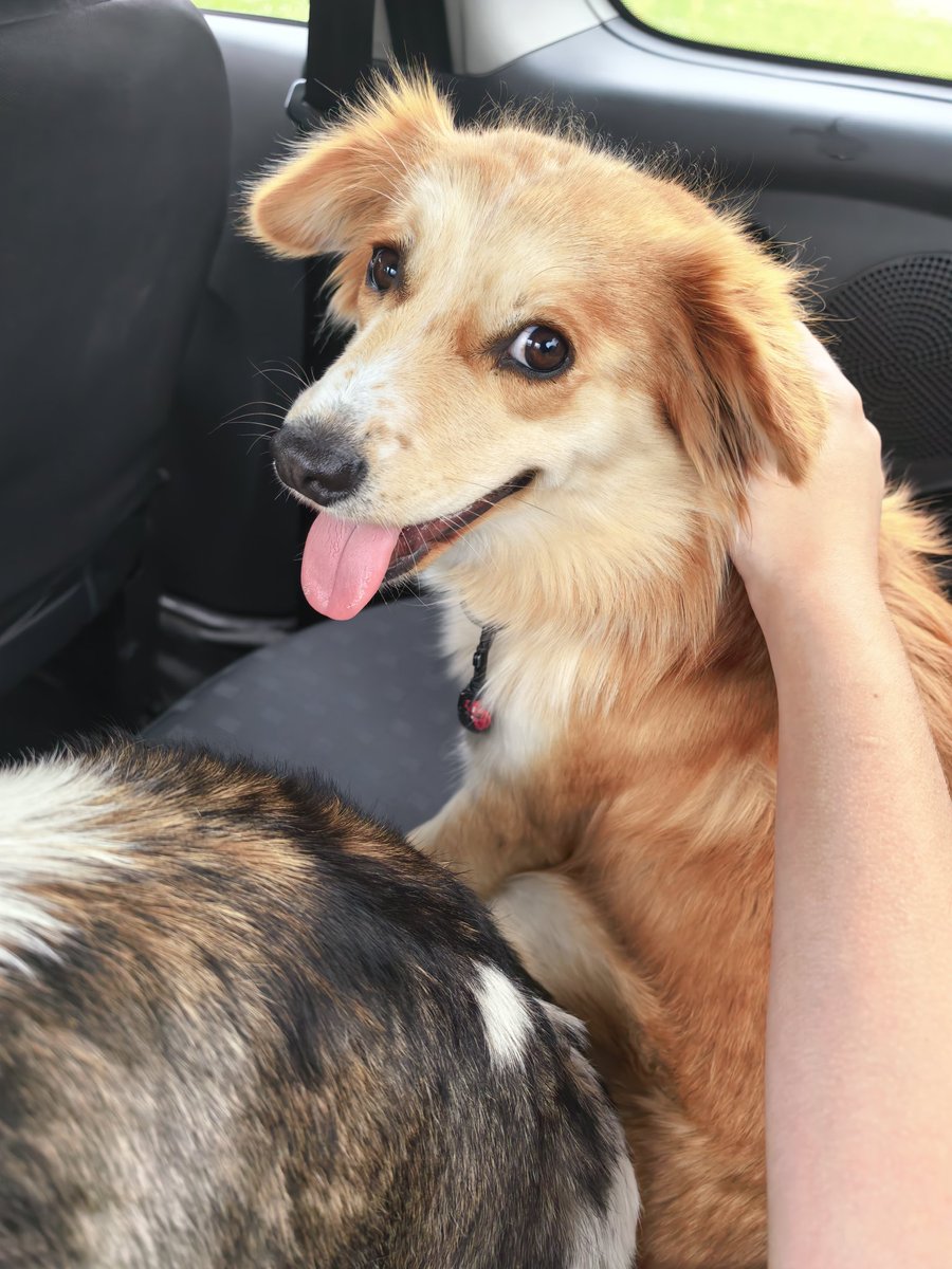 bredded_'s tweet photo. @doofsy here's one of them cause the other was camera shy while we were on the way https://t.co/gpqSGpfnBO