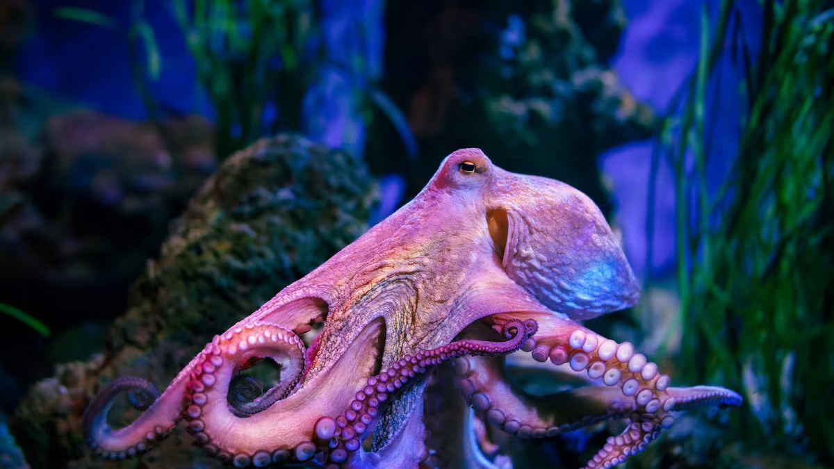 NightSkyToday's tweet photo. JUST IN🚨: Oxford biologist says that if humans go extinct, octopuses could build the next civilization. https://t.co/E4Zi6jTgDE