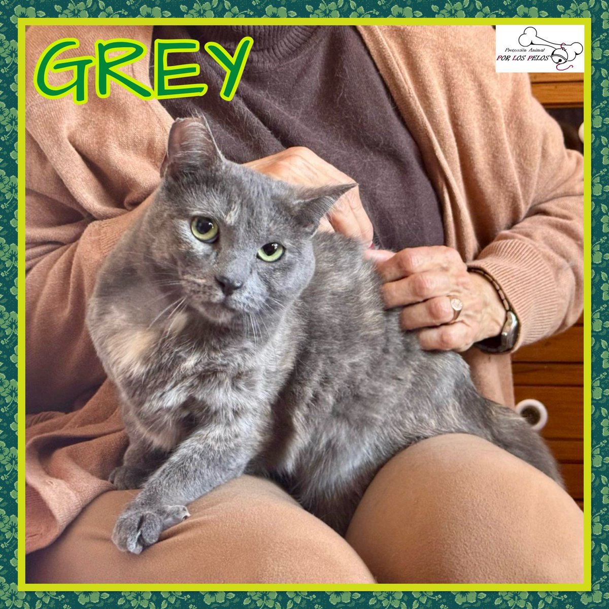 PerreraToledo's tweet photo. 🐱GREY🐱preciosa #gatita X #azulruso 1 añito. Apareció en un contendedor, inconsciente y con sus patitas atadas… Ahora es una gatita feliz, muy apegada a su colega Lioh, que también busca adopción. Si deseas hacerla feliz, escríbenos! 👉 https://t.co/rXuLF04aFw https://t.co/kkWgTiyxYy