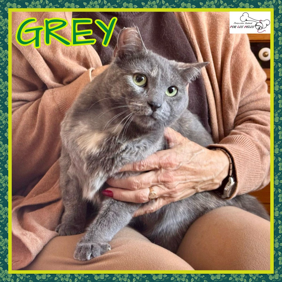 PerreraToledo's tweet photo. 🐱GREY🐱preciosa #gatita X #azulruso 1 añito. Apareció en un contendedor, inconsciente y con sus patitas atadas… Ahora es una gatita feliz, muy apegada a su colega Lioh, que también busca adopción. Si deseas hacerla feliz, escríbenos! 👉 https://t.co/rXuLF04aFw https://t.co/kkWgTiyxYy