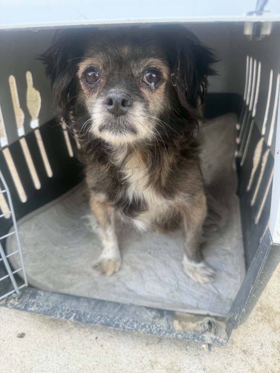 Paws2RescueUK's tweet photo. Unwanted, unloved. An old soul who came so close to losing her life simply because no one wanted her anymore.

Today, she is safe in our care. We refused to let her be euthanised and now this beautiful old girl has the second chance she so desperately deserves.

She may be grey around the muzzle, but she still has so much love to give. Now it's our turn to show her the kindness, comfort, and love she's been missing for far too long.