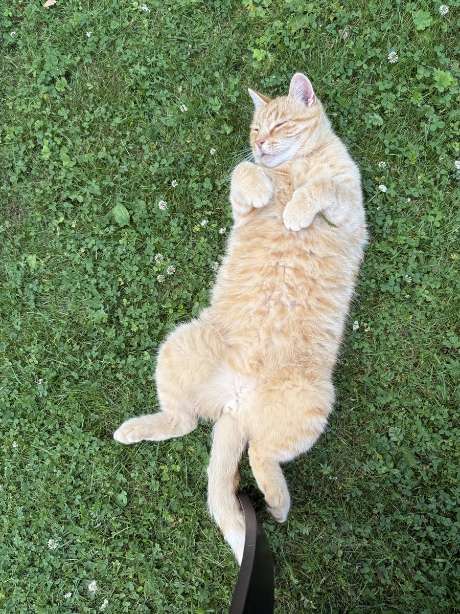 bentefrank1's tweet photo. Hey, @Phoebe_Mieow would you do me a favour and look out for my little guy over there? He loves snuggles, food, playing and everyone he comes across, and I think he could do with a friend right now 🧡❤️‍🩹
2013-2026🧡 https://t.co/ydvQ9PYHBT