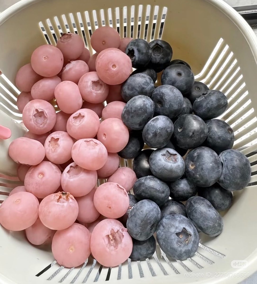 SenaaaNrrr's tweet photo. Ben de yeni öğrendim, görünüşü bile çok tatlış💕
BlackBerry'me PinkBerry'm olan kızla biz ✌🏼✨ @justiremss https://t.co/RcNUgN6lqZ