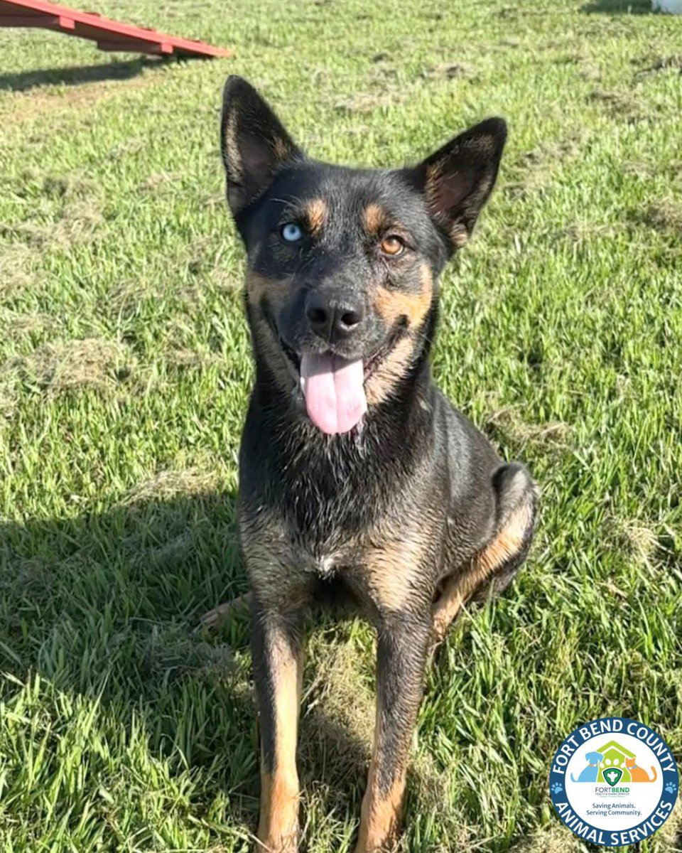 FBCASTX's tweet photo. 🌺Kada - A054091🌺

Kada is an adventurous Australian Cattle Dog with an energetic spirit that's impossible to miss. She’s full of enthusiasm for walks and new adventures. She’s always ready to investigate - especially if she catches the scent of treats nearby! 

This active girl https://t.co/cmZgsJYP66