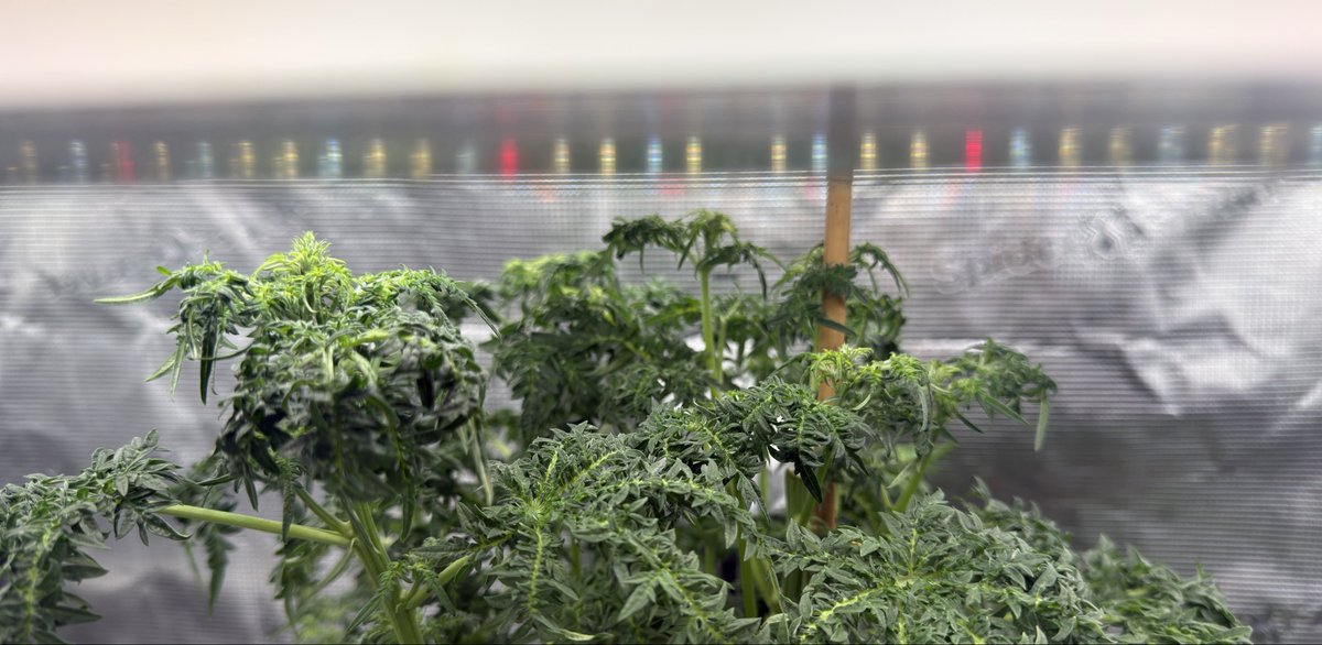 Danielsan477580's tweet photo. Is this what I think it is? 🤔
Could this be the start of that dangerous drug, marijuana? 😱
Nah, that’s a fern 😉
The Friki Nana #112
from @Oracle_Seeds
💚🤙🏼
#Homegrown #Weedmob https://t.co/fFkPKq03nH