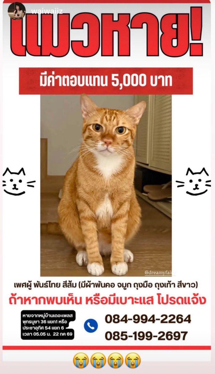 CatsterClub's tweet photo. ‼️ตามหาน้องแมวค่ะ‼️  

ม่อนหายจากบ้านไปวันนี้ 😭😭😭
หาทั้งวันตั้งแต่เช้าถึงตอนนี้หาไม่เจอเลย 
ทั้งโพสกลุ่ม เดินหาถามแถวบ้าน แต่ก็ไม่เจอ 
แล้วฝนกำลังจะตกอีก ไม่รู้จะไปใช้ชีวิตยังไง 🥹 
หายโซนพุทธบูชา 36 ใครเจอแจ้งหน่อยนะฮือออ

ลักษณะน้อง : 
ชื่อ ”ม่อน“ (แมวไทย สีส้ม อายุ 4 ปี น้ำหนัก 5 โล มีผ้าพันคอ ถุงมือ ถุงเท้าสีขาวตามรูป ตรงจมูกมีไฝสีส้ม 1 จุด ถ้าหงายท้องมาตรงอกเเละท้องล่างสีขาว)

หายจากหมู่บ้านเดอะเพลส พุทธบูชา 36 แยก1 หรือ ประชาอุทิศ 54 แยก 6 เวลา 05.05 น. วันที่ 22 กค 69