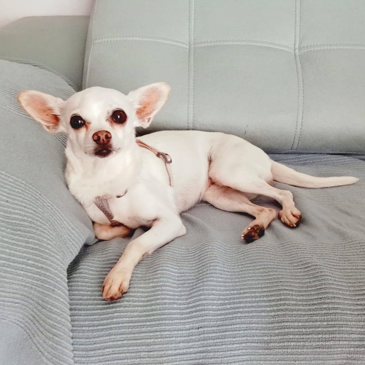 SosAbuelos1's tweet photo. #MÁLAGA
#JIMENA tiene 7 años. Fue encontrada abandonada, sin chip. Nadie la reclamó. Luego fue adoptada, pero el otro peludo de la casa no la aceptaba...

Se busca una familia responsable y consecuente

La adopción debe ser por #Estepona o cercanías.

WhatsApp 665 86 38 46 https://t.co/vnAYpgbofN