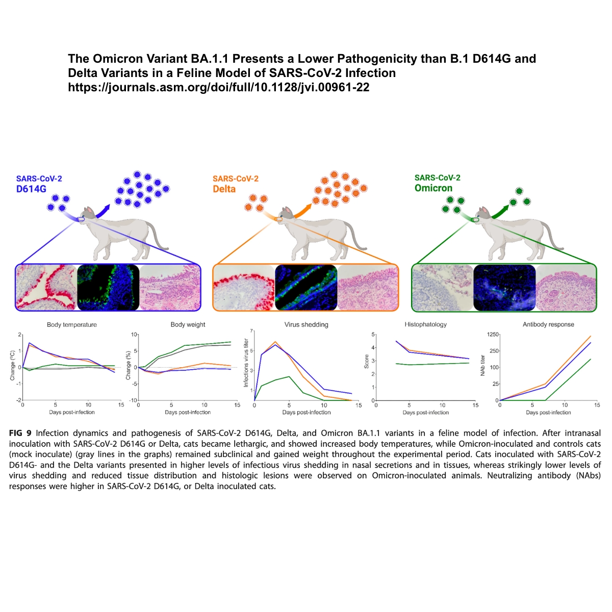 anxeru's tweet photo. Cats were susceptible to and could transmit D614 SARS2. Cats are the only species experimentally demonstrated to bottleneck for D614G, and cats were more productively infected by variants after D614G through Delta.
Cats aren’t very susceptible to Omicron. Why not? https://t.co/IhxXMB2oZC