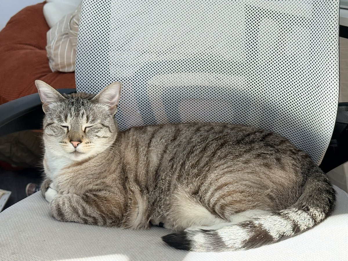 Fizzycattwt's tweet photo. The girls are kicking back this morning https://t.co/K3BrJXslSf