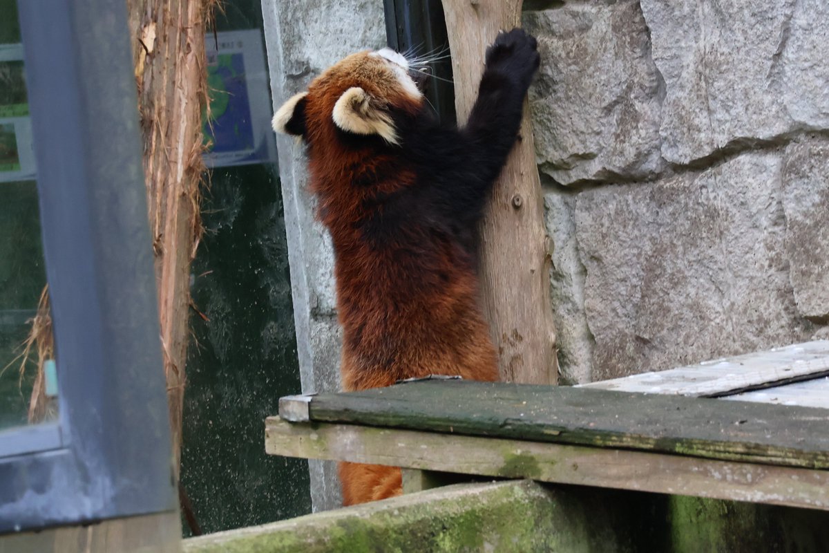 kayakaze's tweet photo. 登る
1/26
#安佐動物公園　#レッサーパンダ https://t.co/Fw3di188bk