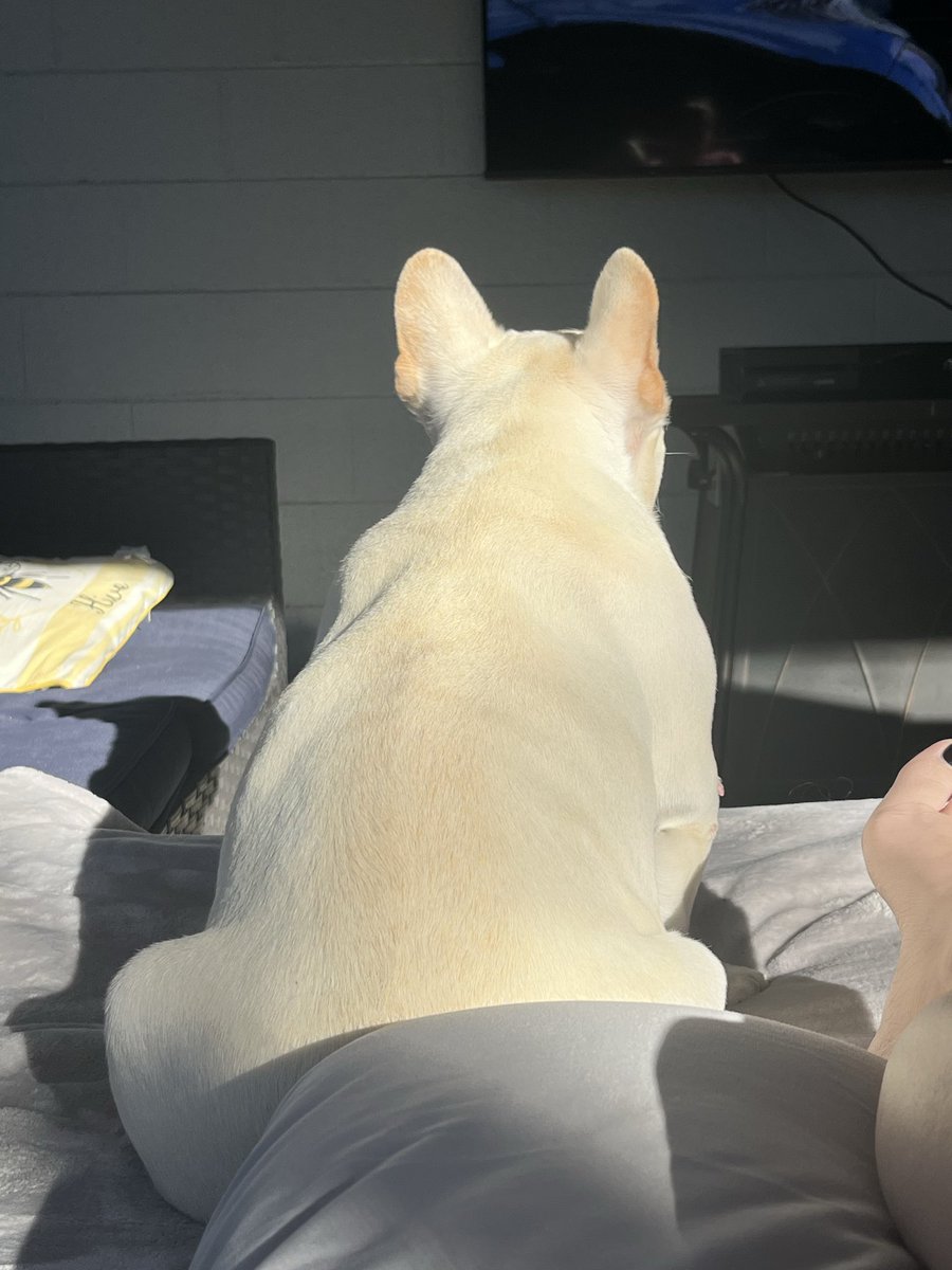DuchassSelene's tweet photo. Monday night I lost more than a pet, I lost a child, best friend, my confidant. Princess Padmae is my heart, my soul. A piece of me is forever gone and idk how to live life without you. My Princess, My Pig Pig, My Babygirl I Love You ❤️ https://t.co/yOOFe8E4n7