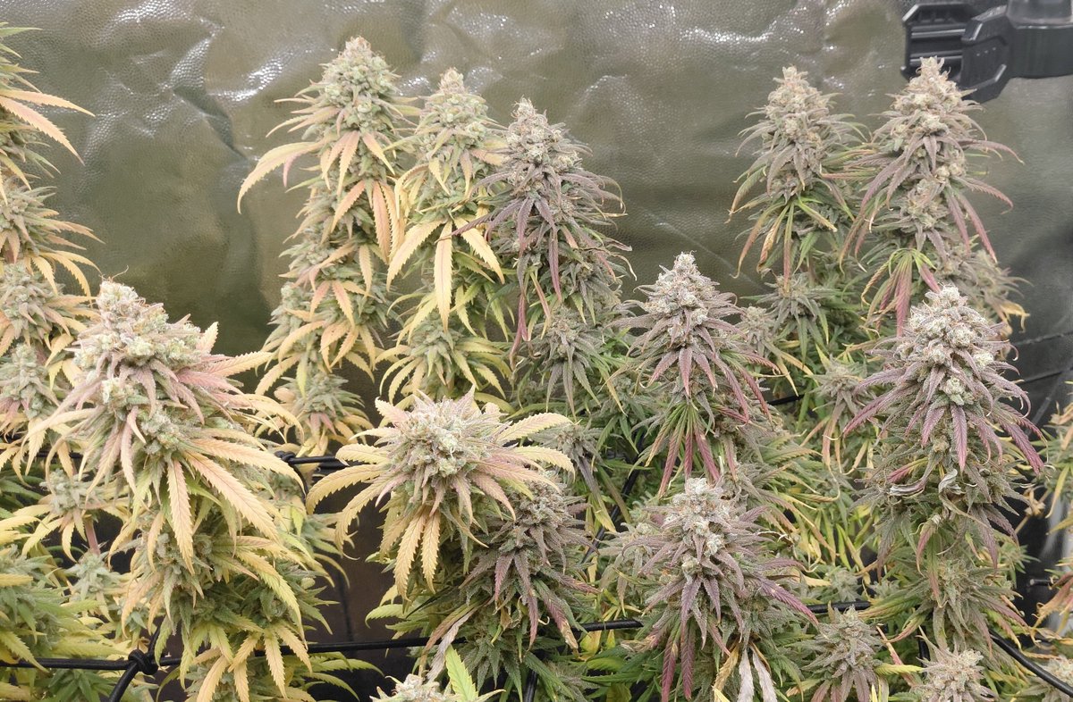 agustind420's tweet photo. Lively up yourself!
#Cannabis #CannabisLegal #autocultivo #REPROCANN https://t.co/CZ7bRCsSD2