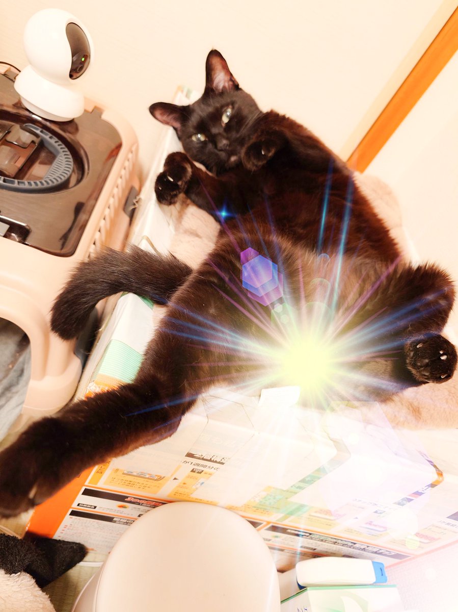 ImpCats's tweet photo. ナツヤスミ　ハジマッタ？🐈‍⬛🍒✨✨✨
＃キンタマキラキラ金曜日 https://t.co/mc1Hxjubhy