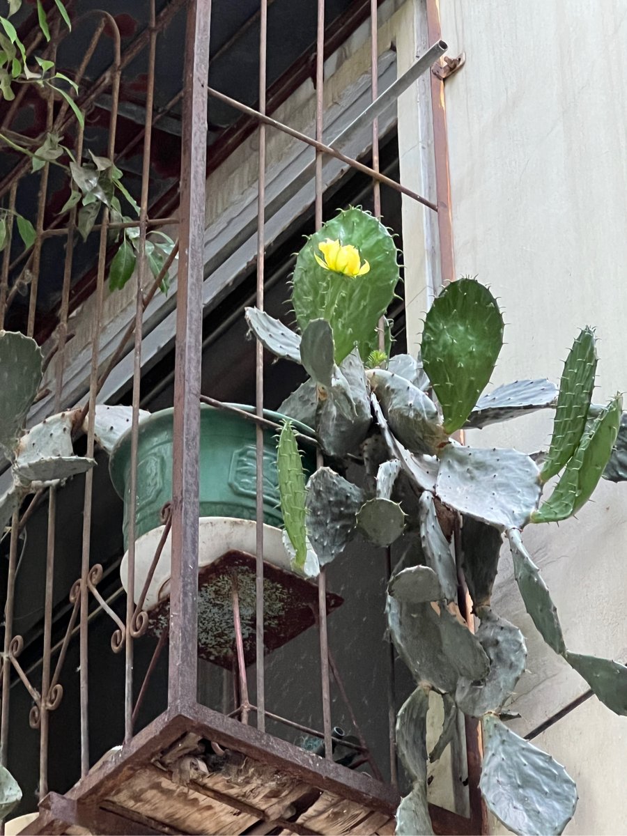 razfaust's tweet photo. This morning I brought homemade lemon tea for neighbors next door  We chatted about our weekend plans—small moments make big vibes!， https://t.co/sPtRnLL8sL