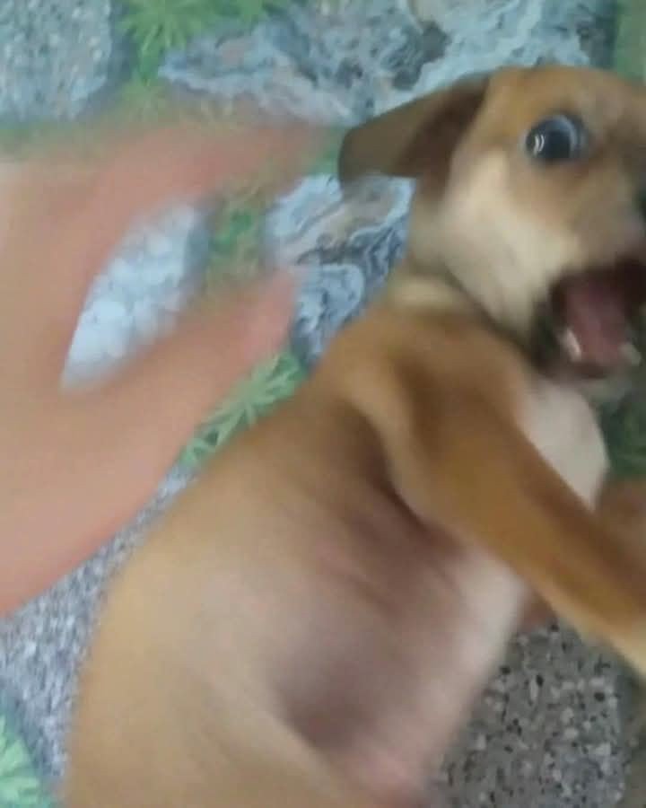cheolhanglazer's tweet photo. Scared puppy https://t.co/RXbLl2MnD3