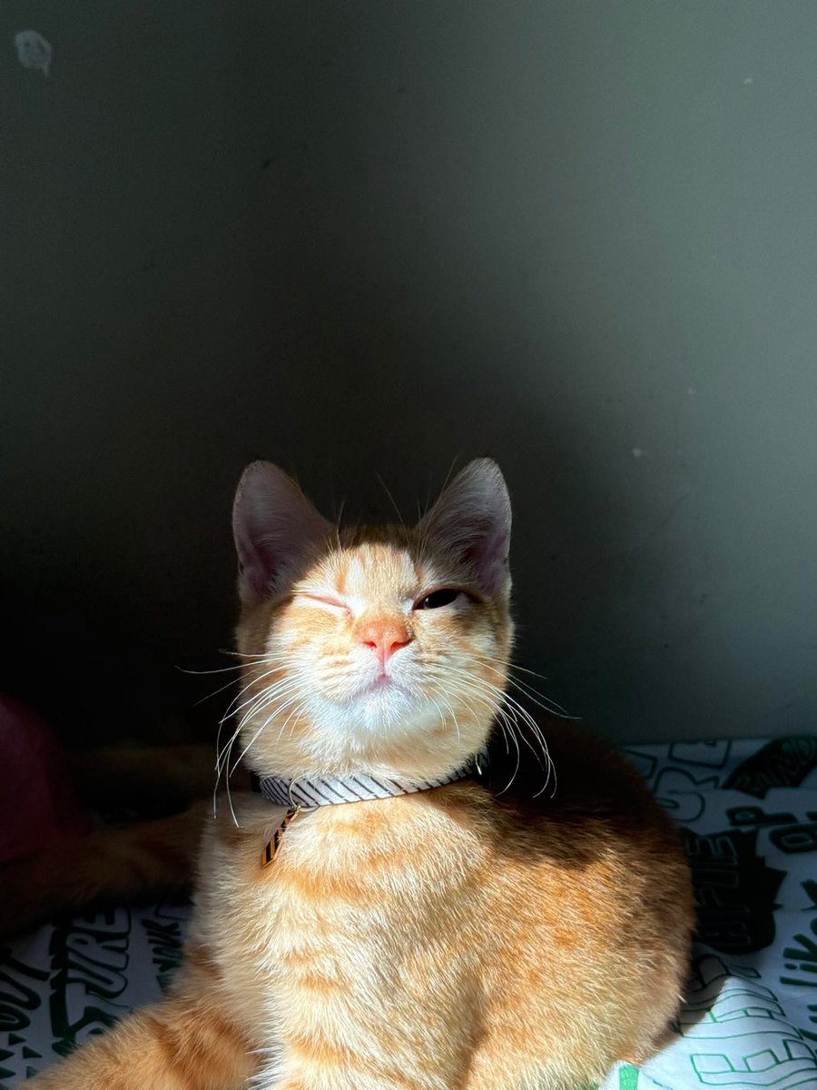 DailyCatsX's tweet photo. https://t.co/E9VDipEknA