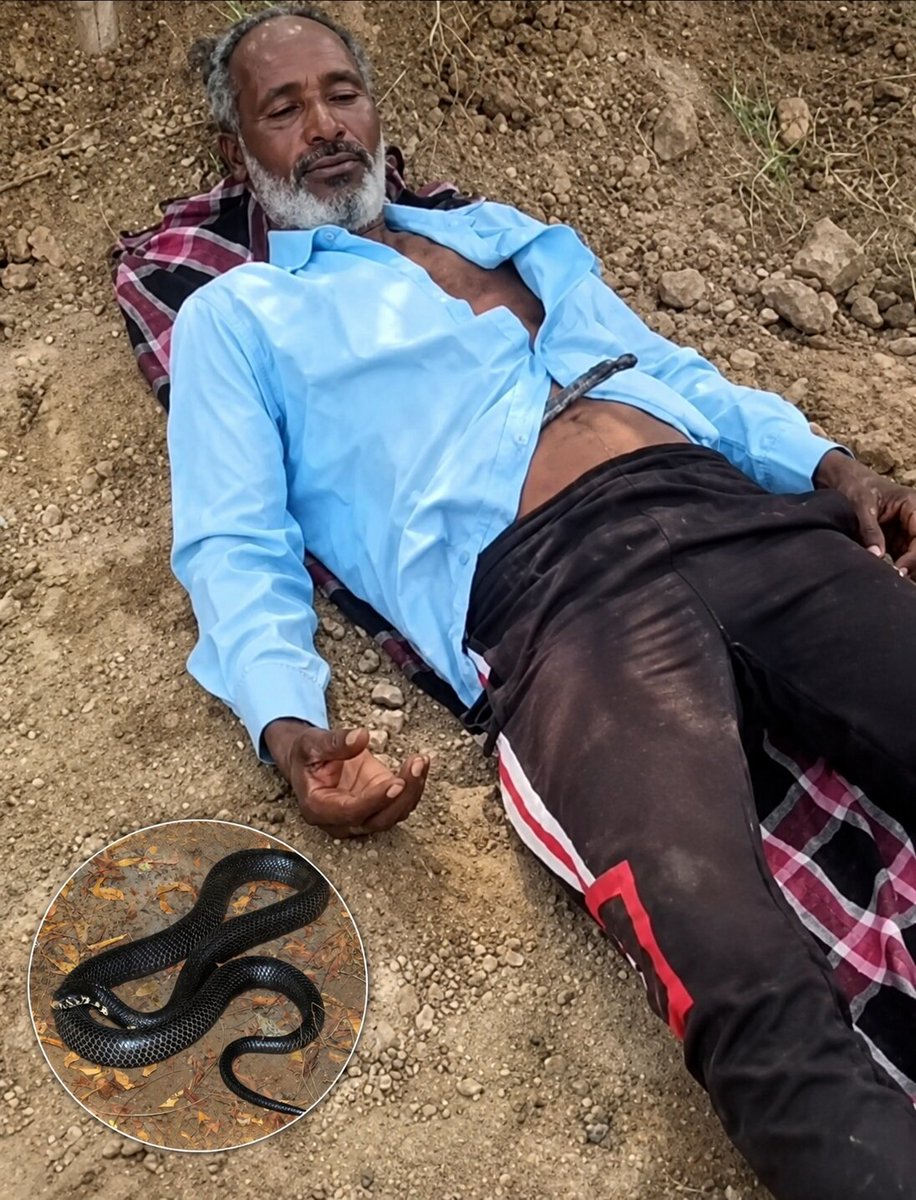 sholard_mancity's tweet photo. A snake reportedly fell into a man's shirt while he was walking beneath a tree.
The snake was eventually removed, and fortunately, the man is alive and unharmed.
It's one of those incidents you never imagine could happen,until it does.
Definitely a video worth watching. 😳🐍 https://t.co/veRg4Fm2zs