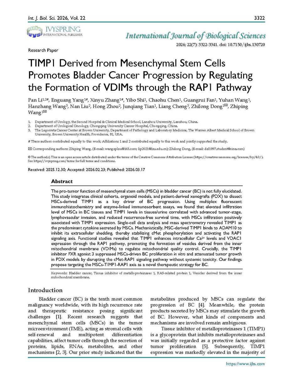 LiangChengMD's tweet photo. What is the role of mesenchymal stem cells in bladder cancer progression and the evolving landscape of targeted therapy and precision oncology?
 
Delighted to share this article published this month in the International Journal of Biological Sciences (Journal Impact Factor: 11.7). In this study, Dr. Zhiping Wang and colleagues identify mesenchymal stem cell (MSC)-derived TIMP1 as a critical driver of bladder cancer progression. Using clinical specimens, single-cell transcriptomics, organoid models, and patient-derived xenografts, the authors demonstrate that increased MSC infiltration and elevated TIMP1 levels are associated with advanced stage, lymphovascular invasion, and poorer clinical outcomes. Mechanistically, MSC-derived TIMP1 activates the cMet–RAP1 signaling pathway, promoting mitochondrial quality control through the formation of vesicles derived from the inner mitochondrial membrane (VDIMs), thereby enhancing tumor growth. 
 
Importantly, pharmacologic inhibition of TIMP1 signaling suppressed tumor progression in preclinical models without significant toxicity, highlighting the MSC–TIMP1–RAP1 axis as a promising therapeutic target and opening new avenues for precision oncology in bladder cancer. 

Great honor to be part of this important study!
PubMed: https://t.co/XeviHKsyvS