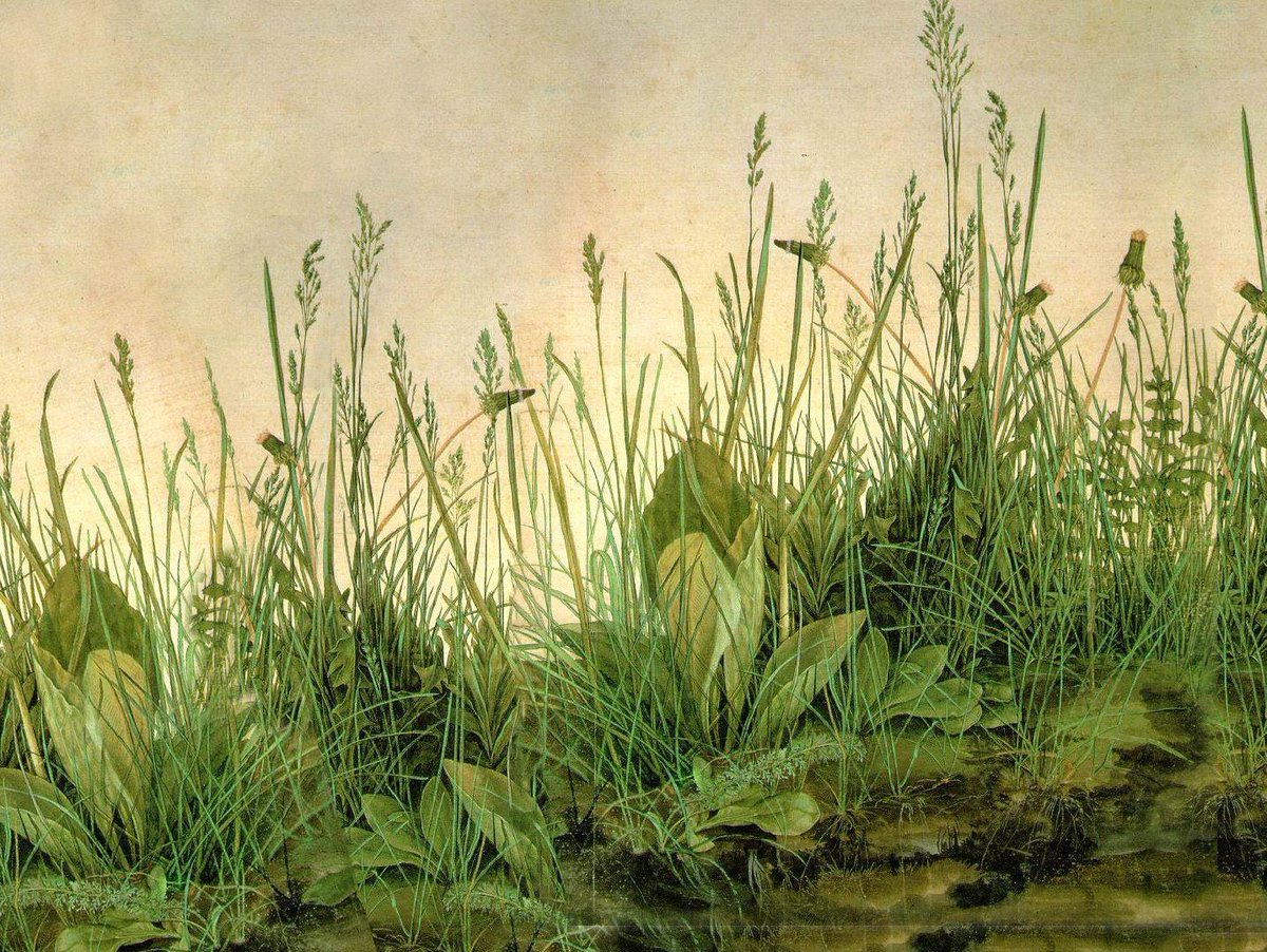 GreenerWfield's tweet photo. What makes Albrecht Dürer's 'The Large Piece of Turf,' (1503) extraordinary is we can identify species such as plantain, dandelion, meadow grasses, yarrow, and speedwell. Rather than idealising nature, Dürer observed it with remarkable precision. https://t.co/61JaZ1YPCJ